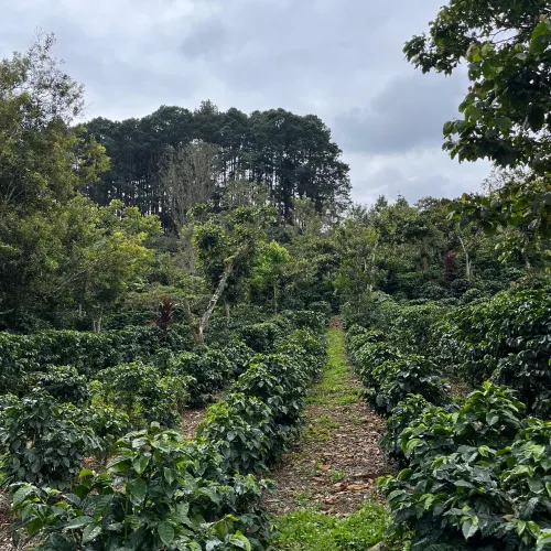 Guatemala_San Lorenzo_