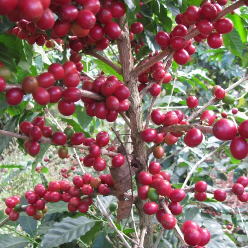 Guatemala_Todos Santos_