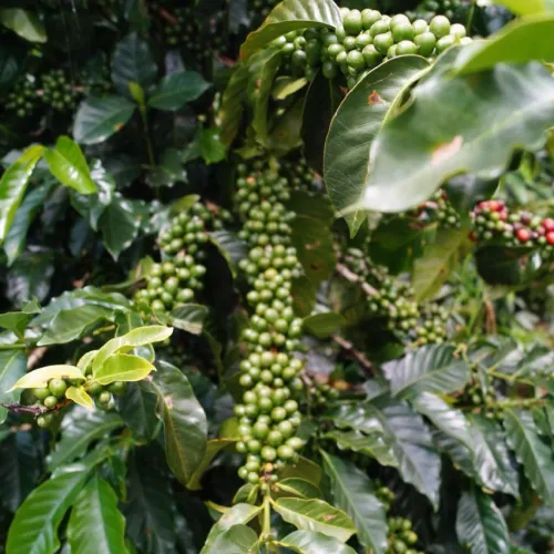 Guatemala_Todos Santos_