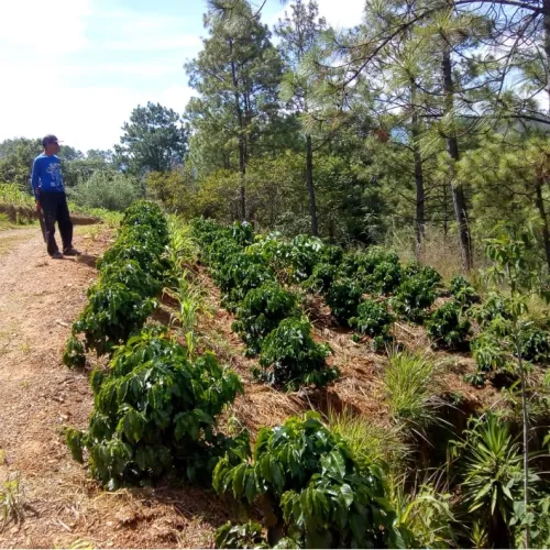 Guatemala_Mancomunidades_
