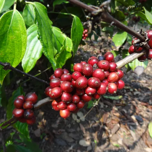 India_Kerala_Biowin_