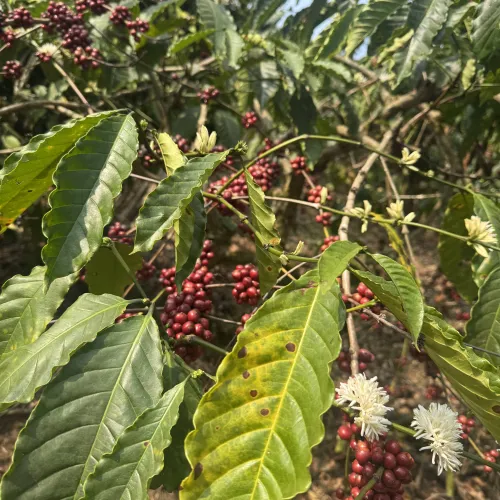 India_Kerala_Biowin_