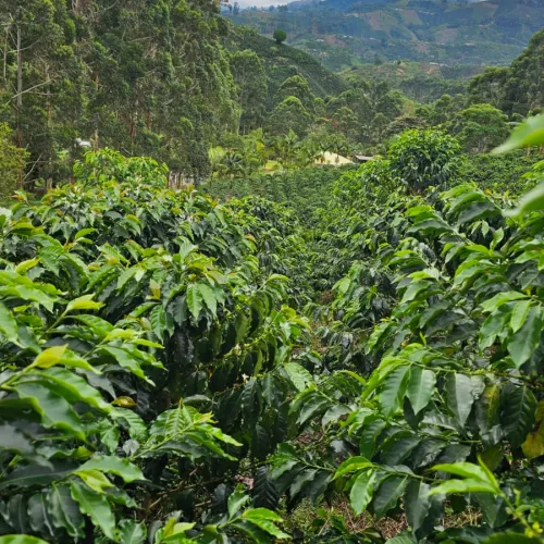 Colombia_Las_Palmas_
