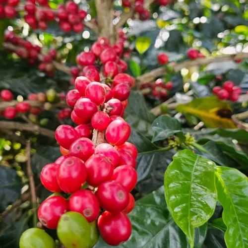 Colombia_Las_Palmas_