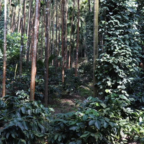 India_Bynemara_