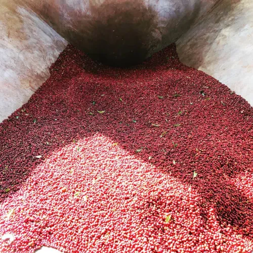 Ethiopia_Nensebo_