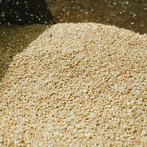 Ethiopia_Nensebo_