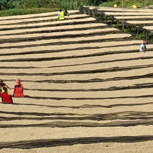 Ethiopia_Nensebo_