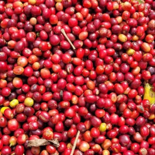 Ethiopia_Nensebo_
