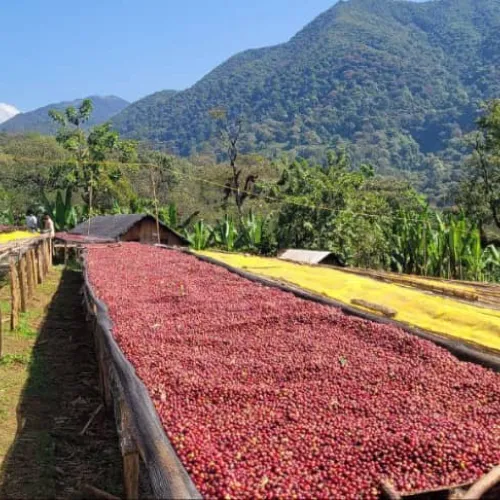 Ethiopia_Nensebo_