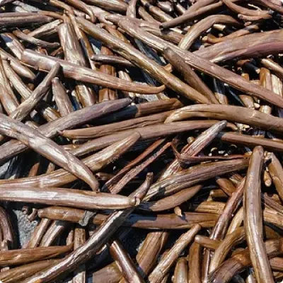 Vanilla Tahitensis