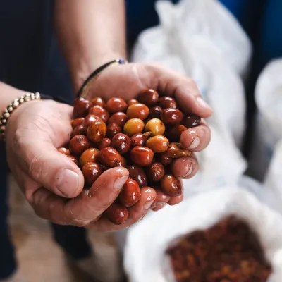 Touton Specialties Coffee_Categories