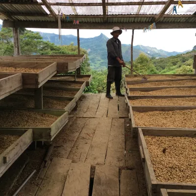 Peru Asociacíon Café del Futuro, Coffee Drying, Drying Beds, Green Coffee