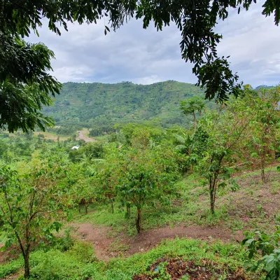 Uganda, Coffee Uganda, Uganda Kasese, Coffee Tree, Coffee Cherry, Touton Specialties Coffee