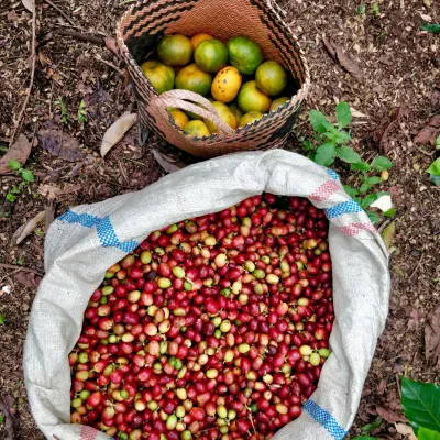 Indonesia, Coffee Indonesia, Coffee Cherry, Touton Specialties Coffee