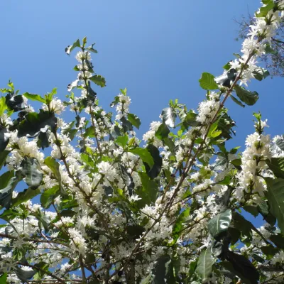 Coffee Flowering, Coffee Plantation, Brazil Coffee, Touton Specialties