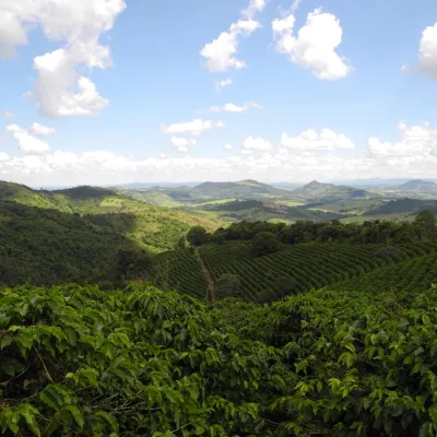 Brazil, Brazil Coffee Farm, Brazil Coffee Plantation, Touton Specialties Coffee