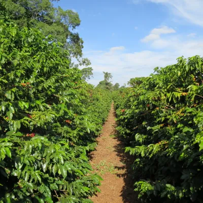 Brazil, Brazil Coffee Farm, Brazil Coffee Plantation, Touton Specialties Coffee