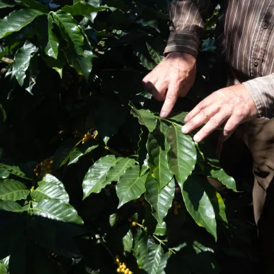 Touton Specialties Coffee_Costa Rica_Cordillera de Fuego