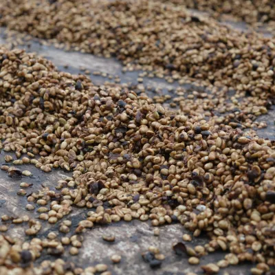 Touton Specialties Coffee_Costa Rica