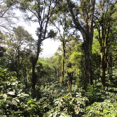 India, Monsooned Coffee, India Coffee Farm, Karadykhan Estate