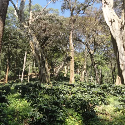 India, Monsooned Coffee, India Coffee Farm, Karadykhan Estate