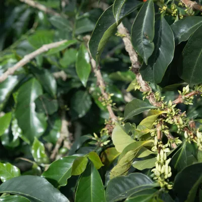 Touton Specialties Coffee_Colombia