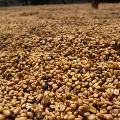 Touton Specialties Coffee_Colombia