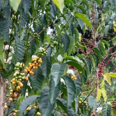 Touton Specialties Coffee_Colombia