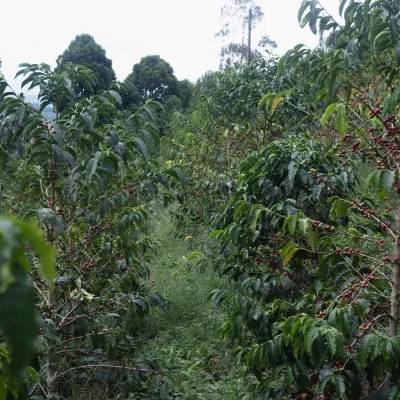 Touton Specialties Coffee_Colombia