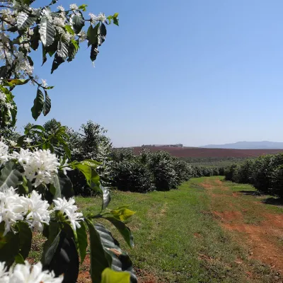 Brazil, Coffee Plantation, Coffee Flowering, Coffee Tree