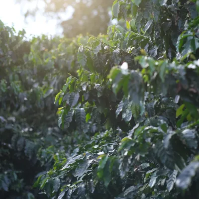 Touton Specialties Coffee_Costa Rica