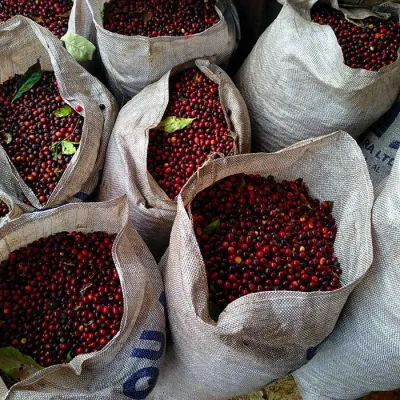 Brazil, Brazil Coffee Farm, Fazenda Dutra, Touton Specialties Coffee