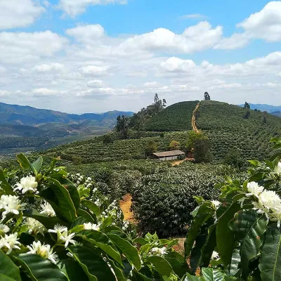 Brazil, Brazil Coffee Farm, Fazenda Dutra, Touton Specialties Coffee