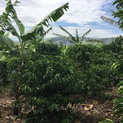 Uganda, Coffee Plantation, Coffee Tree, Touton Specialties Coffee