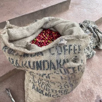 Rwanda Abakundakawa Washing Station, Rwanda Coffee, Rwanda Coffee Washing Station, Coffee Drying Beds, Coffee Cherry