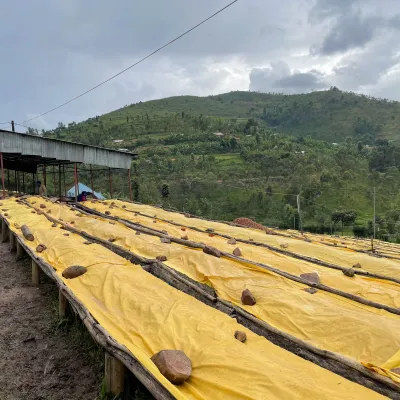 Rwanda Abakundakawa Washing Station, Rwanda Coffee, Rwanda Coffee Washing Station, Coffee Drying Beds