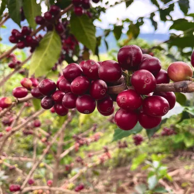 Rwanda, Coffee Farm, Coffee Plantation, Coffee Tree, Coffee Cherry, Touton Specialties Coffee