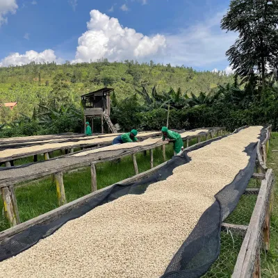 Rwanda, Coffee Washing Station, Muhondo Washing Station, Sorting, Green Coffee Beans