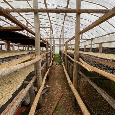 Rwanda, Coffee Washing Station, Muhondo Washing Station, Sorting, Green Coffee Beans