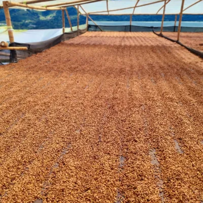 Touton Specialties Coffee_Colombia