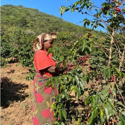 Tanzania, Coffee Picking, Coffee Plantation, Touton Specialties Coffee