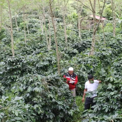 Indonesia, Coffee Plantation_Indonesia Coffee, Buana Mandiri Kooperative, Touton Specialties Coffee