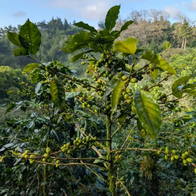 Touton Specialties Coffee_Honduras_Farm Cascaritas
