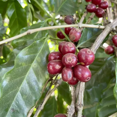 Brazil, Fazenda Rio Brilhante, Coffee Plantation, Bazil Coffee Trees, Mechanical Harvest, Coffee Cherries, Touton Specialties Coffee