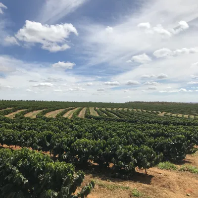 Brazil, Fazenda Rio Brilhante, Coffee Plantation, Bazil Coffee Trees, Mechanical Harvest, Coffee Cherries, Touton Specialties Coffee