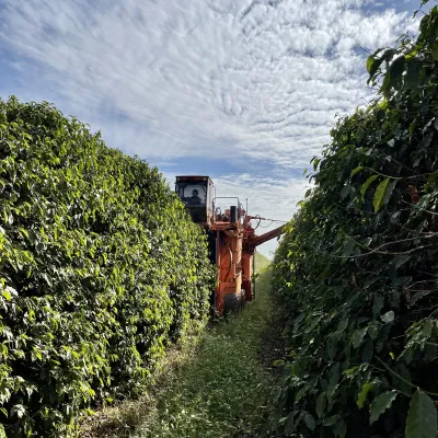 Brazil, Fazenda Rio Brilhante, Coffee Plantation, Bazil Coffee Trees, Mechanical Harvest, Coffee Cherries, Touton Specialties Coffee