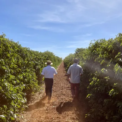 Brazil, Fazenda Rio Brilhante, Coffee Plantation, Bazil Coffee Trees, Mechanical Harvest, Coffee Cherries, Touton Specialties Coffee
