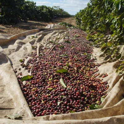 Brazil, Fazenda Rio Brilhante, Coffee Plantation, Bazil Coffee Trees, Mechanical Harvest, Coffee Cherries, Touton Specialties Coffee