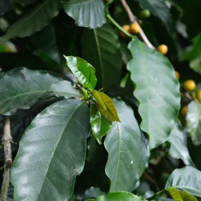 Touton Specialties Coffee_Mexico_Siembra Abundante